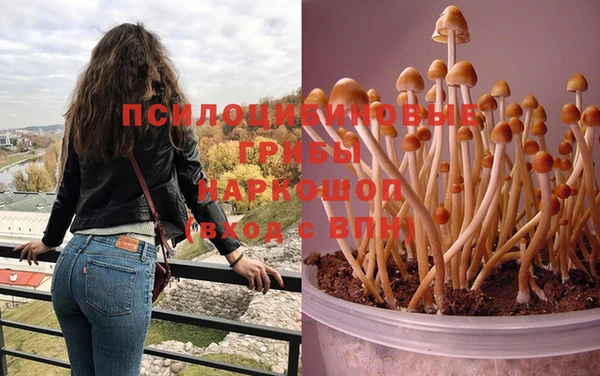 индика Абаза